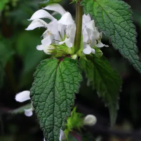 Ortie blanche (Lamier) BIO Sommités fleuries coupées Tisane vrac 250 g