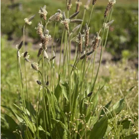 Plantain BIO (Plantago lanceolata) Teinture mère Flacon de 125 ml