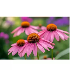 Echinacée (Echinacea) BIO Teinture mère Flacon de 125 ml